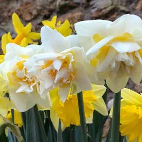 Acropolis Daffodil Bulbs