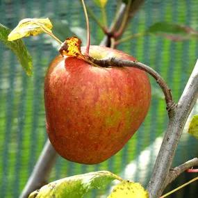 Adams Pearmain Apple