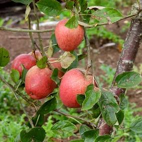 Adams Pearmain Apples on Tree