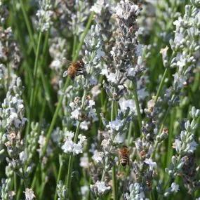 White Lavender