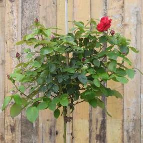 Alec's Red Standard Potted Rose (Rosa Alecs Red) 2