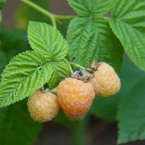 Rubus ideaus All Gold