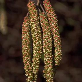 Red Alder Hedging