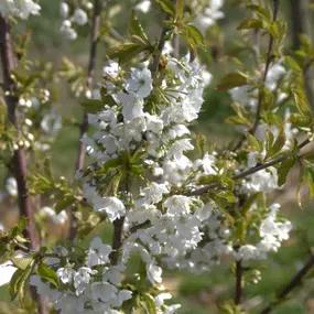 Amber Heart Cherry Blosssom