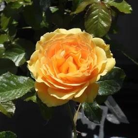 Amber Queen Floribunda Rose