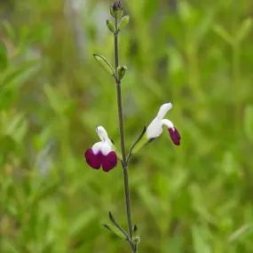 Amethyst Lips Sage Plants (Salvia greggii Amethyst Lips)