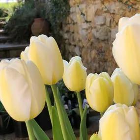 Angels Wish Tulip (Tulipa Angels Wish) 