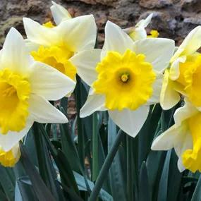 Anniversary Gift Daffodil Bulbs