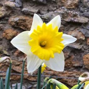 Anniversary Gift Daffodil Bulbs