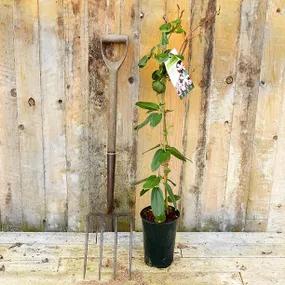 Potted Climbing Plant - Apple Blossom Clematis