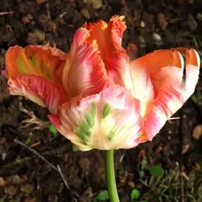 Apricot Parrot Tulips