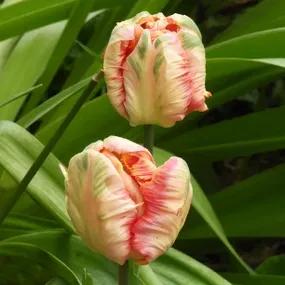 Apricot Parrot Tulips