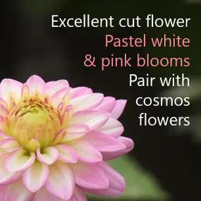 Excellent Dahlia for Cutting - Arbatax