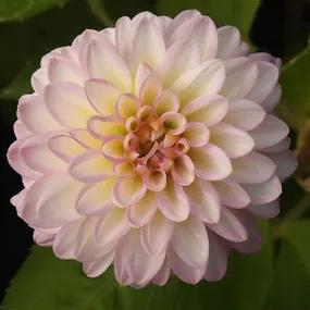 Arbatax Dahlia Flower