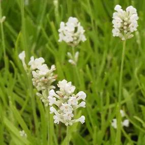 Arctic Snow Lavender Flowers