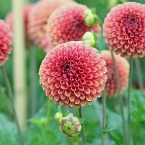 Ariston Dahlias