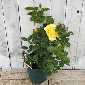 Arthur Bell Potted Rose