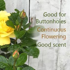Good for buttonholes rose - Arthur Bell