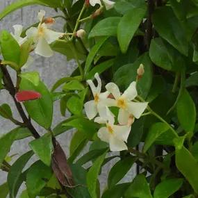 Jasmine, Asiatic