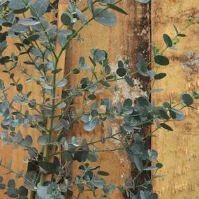 Azura Eucalyptus Leaves