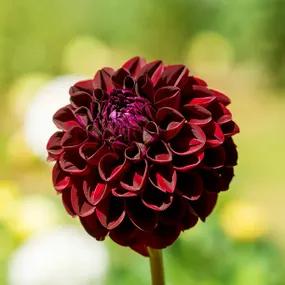 Baccara Dahlias