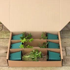 9cm Potted Back of the Border Herbaceous Collection in Packaging