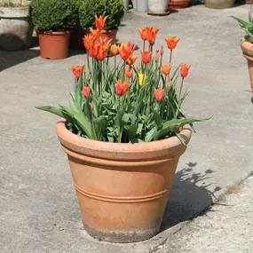 Ballerina Tulips grown in a clay pot