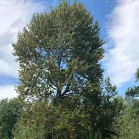 Balsam Spire Poplar Tree (Populus balsamifera)