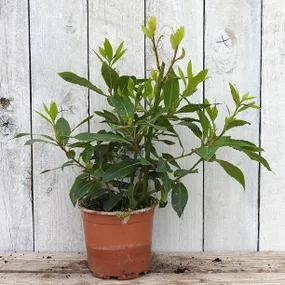 1 Litre Potted Bay Plant