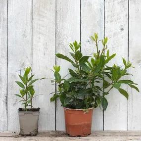 1 Litre and 9cm potted Bay Laurel Plants