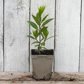 9cm (P9) Potted Bay Plant