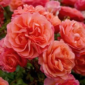 Coral Gardens - Floribunda