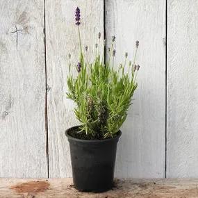  Beezee Dark Blue Lavender 9cm pot