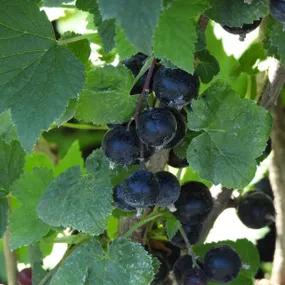 Ben Lomond Blackcurrant Bushes (Ribes nigrum Ben Lomond)