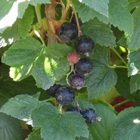 Ben Lomond Blackcurrant Bushes (Ribes nigrum Ben Lomond)