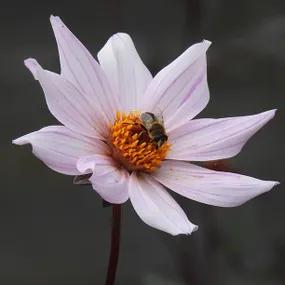 Bishop of Leicester with Bee