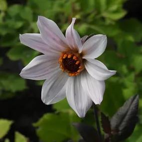 Bishop of Leicester Dahlia Flower