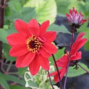 Bishop of Llandaff Dahlias