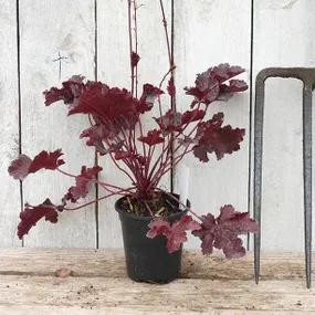 Black Beauty Potted Huechera Plant