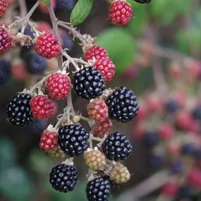 Loch Tay Blackberry Plants (Rubus fruticosus Loch Tay)