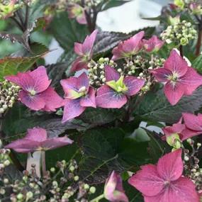 Blackberry Pie Hydrangea Plants (Hydrangea Flair And Flavours)