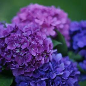 Blackcurrant Muffin Hydrangea Plants (Hydrangea Flair And Flavours)