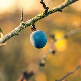 Blackthorn Sloe Berry