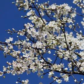 Blackthorn flowers