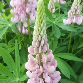 Blossom Lupin Plants (Lupinus Blossom West Country Range)