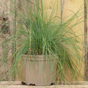 Blue Fescue Grass for Sale UK Grown Ashridge