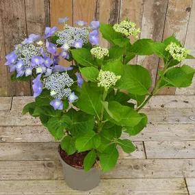 Blue Lace Cap Hydrangea Flowers