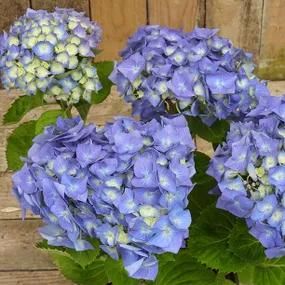 Blue Mop Head Hydrangea Flower