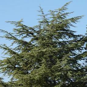 Large Blue Spruce Tree
