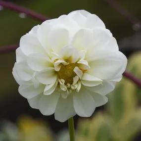 Boom Boom White Dahlia